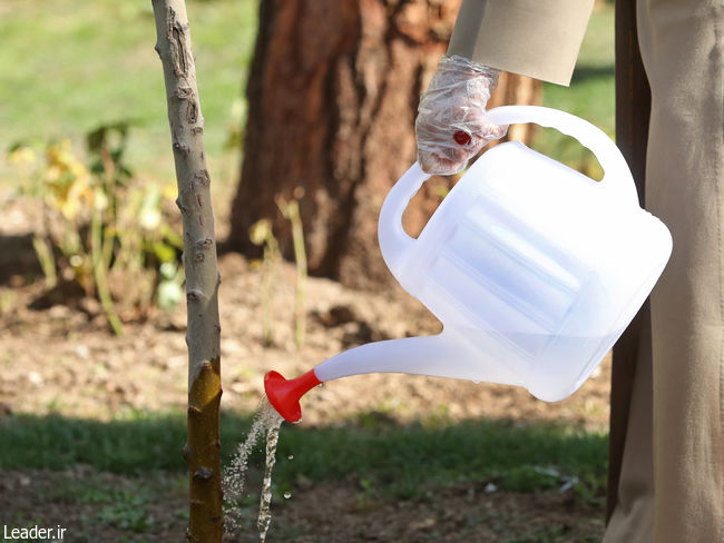 Le Guide suprême a planté deux jeunes arbres