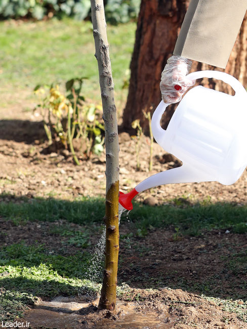 Le Guide suprême a planté deux jeunes arbres